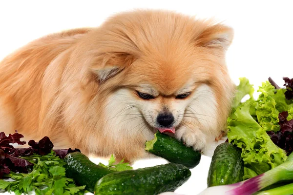 Köpek sebze yer. Pomeranian. Köpekler ve hayvanlar için sağlıklı yiyecekler..