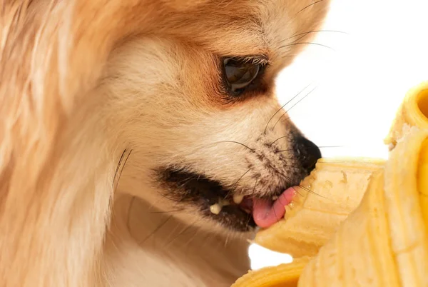Pomeranian Dog Eats Fruits Bananas Healthy Healthy Food Pets — Stock Photo, Image
