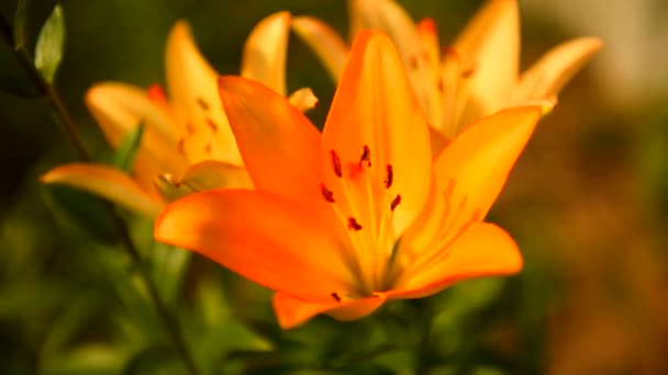 Hermosa Flor Lirio Sobre Fondo Hojas Verdes Lilium Longiflorum Flores — Vídeo de stock