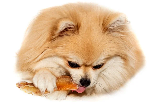 Померанський Шпіц Собака Кісткою Собача Їжа Собака — стокове фото