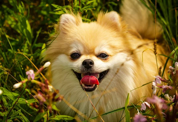Pomeranian Přírodě Mezi Květinami Pes Procházku — Stock fotografie