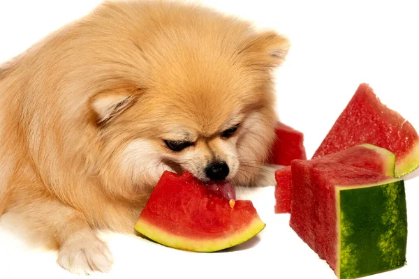 Der Hund Frisst Früchte Wassermelonen Pommersche Spitzmaus Auf Weißem Grund — Stockfoto