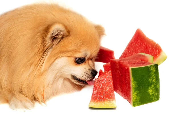 Cão Come Fruta Melancia Pomeranian Spitz Fundo Branco Come Comida — Fotografia de Stock