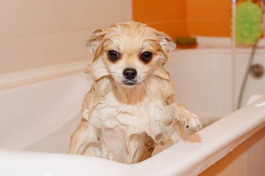 Pomeranian duş alır ve elini yüzünü yıkar. Spitz suyun basıncı altında itaatkar bir şekilde duruyor. Köpek yıkandı.