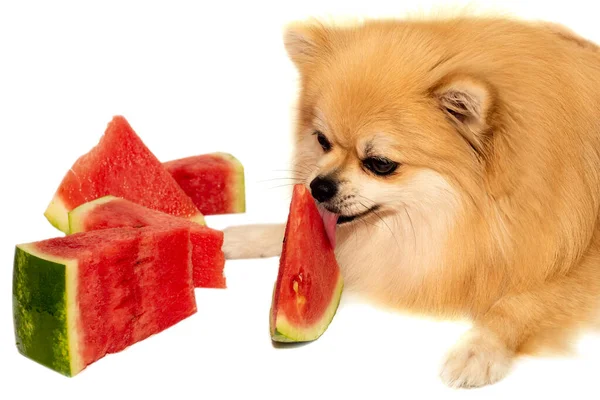 Cão Come Fruta Melancia Pomeranian Spitz Fundo Branco Come Comida — Fotografia de Stock