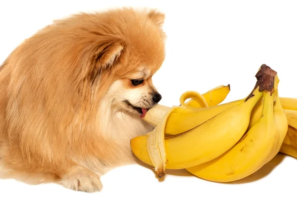 Pomeranian. Köpek meyve ve muz yer. Evcil hayvanlar için sağlıklı ve sağlıklı yiyecekler