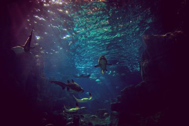 Köpekbalığı ve akvaryumdaki balıklar