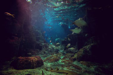 Köpekbalığı ve akvaryumdaki balıklar