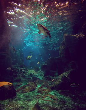 Köpekbalığı ve akvaryumdaki balıklar