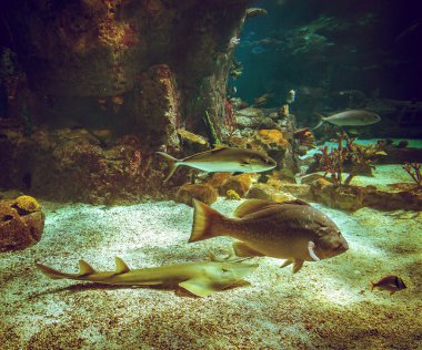 Akvaryum balıkları