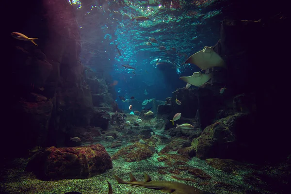 Köpekbalığı ve akvaryumdaki balıklar