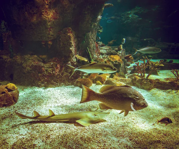 Akvaryum balıkları