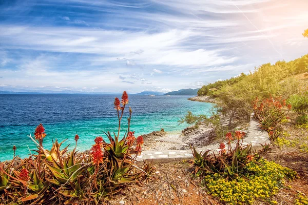 Blommor vid Adriatiska havet — Stockfoto