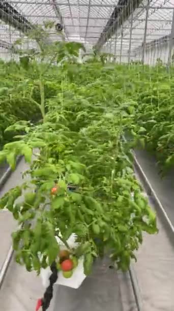 Agricoltura moderna: coltivare pomodori in serra automatizzata. Produzione vegetale industriale: moderna eco-produzione con irrigazione a goccia — Video Stock