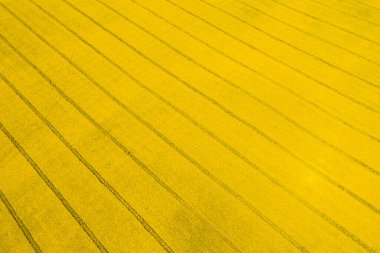 Parlak sarı kolza tohumu tarlasının hava aracı görüntüsü. Bahar çiçekli yağ tohumu tecavüzü veya bitkisel yağ için yetişen kanola.