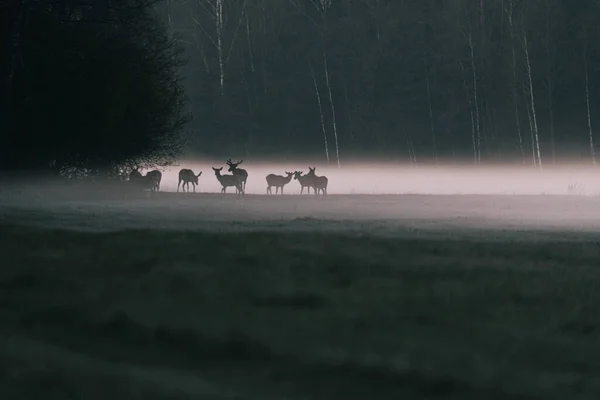 Cerfs de famille marchent dans la forêt brumeuse lumière du matin de l'air frais. Chasse photo — Photo