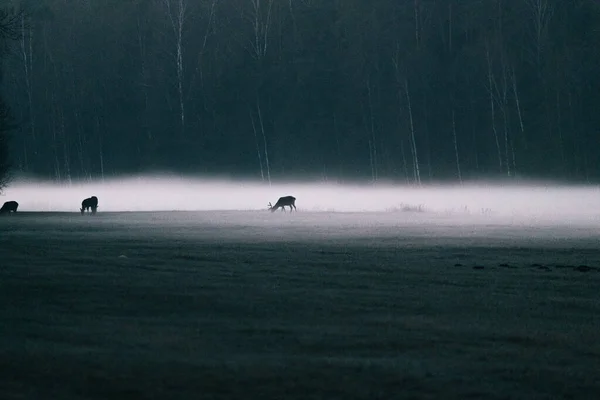 Cerfs de famille marchent dans la forêt brumeuse lumière du matin de l'air frais. — Photo