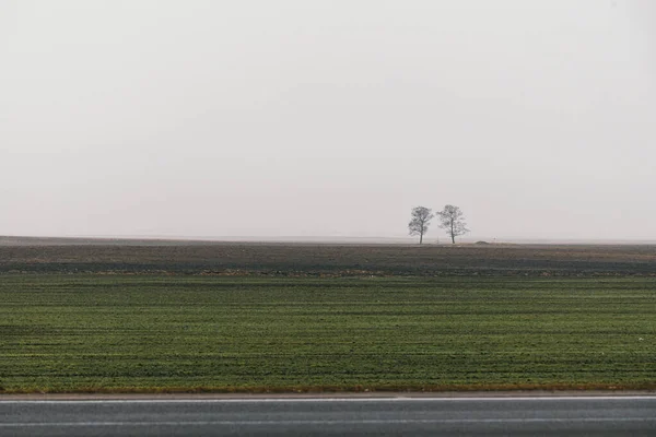 Dwa gołe drzewa stoją na polu — Zdjęcie stockowe