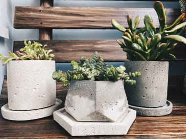 Ahşap arka planda çiçek deseni var. Beton tencerelerde üç sulu. Ev bitkileri