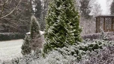 Kışın ilk kar yağışı. Kesilmiş çalılar