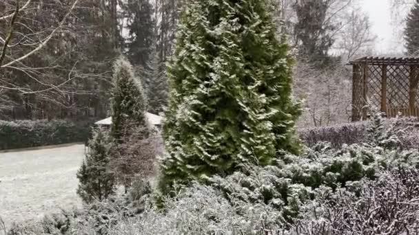 冬天第一场雪。修剪过的灌木丛 — 图库视频影像