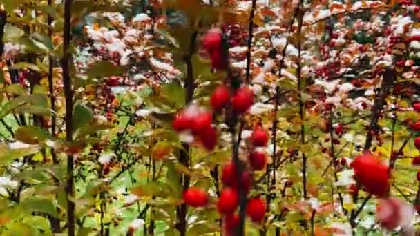 Bush mit roten Beeren im Schnee aus nächster Nähe — Stockvideo