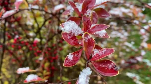 Arbusto selvagem com bagas vermelhas carregadas de neve. Fundo de Natal — Vídeo de Stock