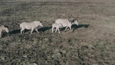 Vahşi atlar güzel, tarlada yürü