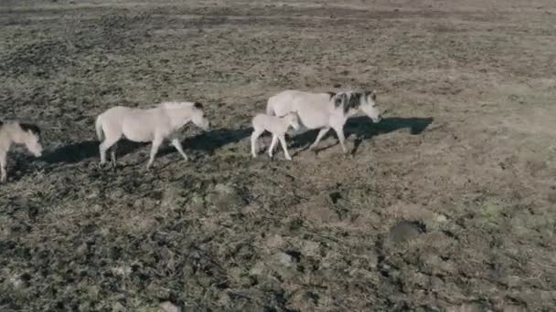 Dzikie konie w pięknym, chodzić po polu — Wideo stockowe