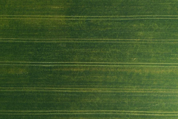 上からの緑の農地緑の縞の水平パターン。飛行中のドローンから航空写真を見る. — ストック写真