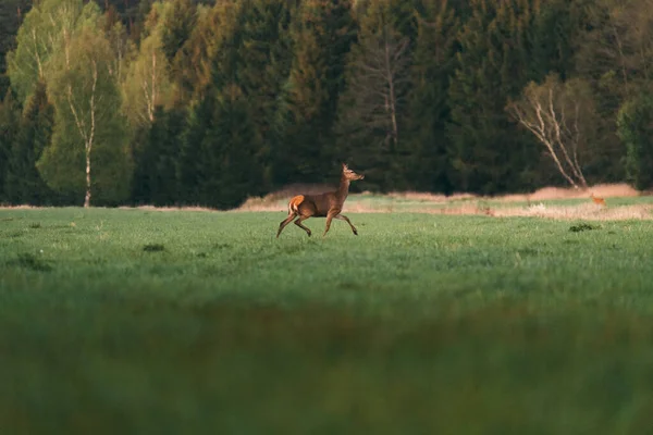 Divoká zvěř s jeleny. Roe jelen, Capreolus capreolus, kráčí v trávě. jikry v přírodním prostředí. — Stock fotografie