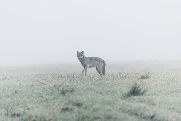 Gray wolf hunting deer, early foggy morning. Unexpected meeting. Nialibox forest