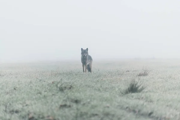 Lobo gris. Mañana de otoño brumosa. Hierba húmeda Imagen De Stock