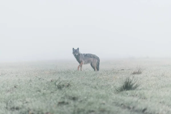 Gray wolf hunting deer, early foggy morning. Unexpected meeting. — Stock Photo, Image