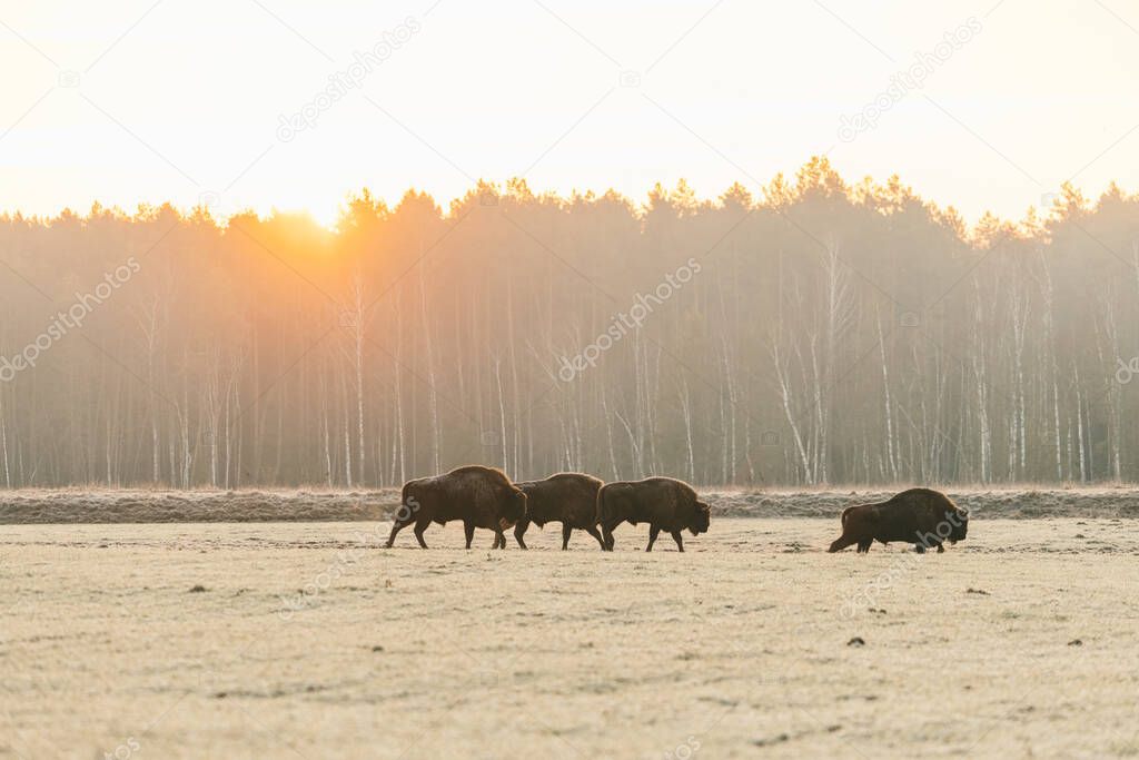 European bison at sunset.Four adult bison walk across the field