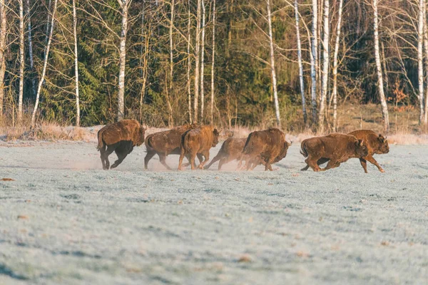 Poderoso bisonte cruzando el campo. Polvo de pezuñas. — Foto de Stock