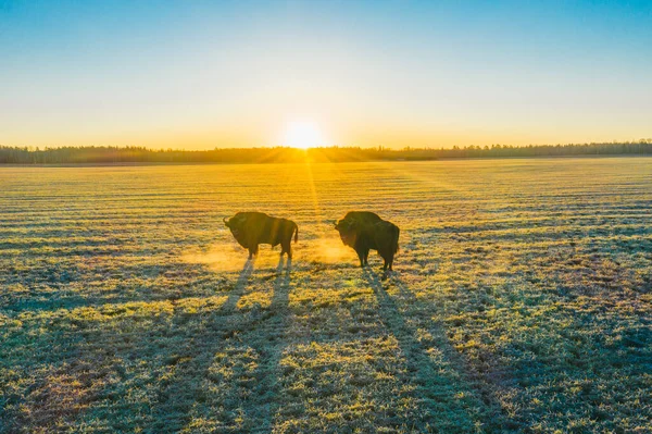 Mamíferos - Bisonte europeu ao pôr-do-sol. — Fotografia de Stock
