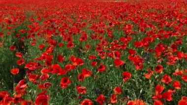 Güzel tarla kırmızı gelincikleri. Rüzgar gelincikleri sallıyor