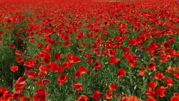 Hermosas amapolas rojas de campo. El viento balancea amapolas — Vídeos de Stock