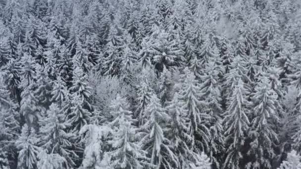 Kış ormanı 4K video çeken kar çamı ağaçları peyzaj dronu. — Stok video