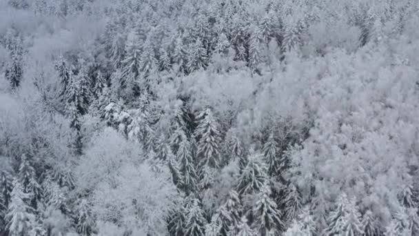 Aerea vista dall'alto verso il basso cavalcavia bella foresta invernale. Abete rosso e pino gelido coperto di neve. Natura invernale, cime di alberi bianchi congelati. Vista dall'alto fotocamera vola sopra paesaggio innevato. — Video Stock