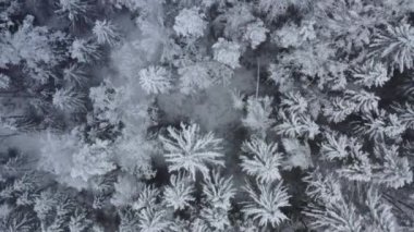 Hava manzaralı güzel kış ormanı. Çam ve çam ağaçları karla kaplı. Kış doğası, donmuş beyaz ağaç tepeleri. Üst görüntü kamerası karlı arazide uçuyor..