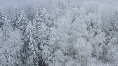 Kuzeydeki kış ormanı üzerinde uçuş, gökyüzü manzaralı..