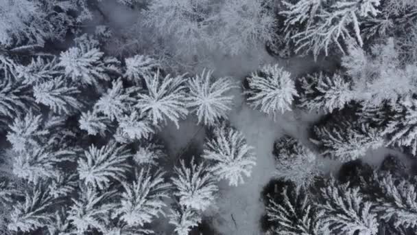 Vista aerea dall'alto bella foresta invernale. Abete rosso e pino gelido coperto di neve. Natura invernale, cime di alberi bianchi congelati. — Video Stock