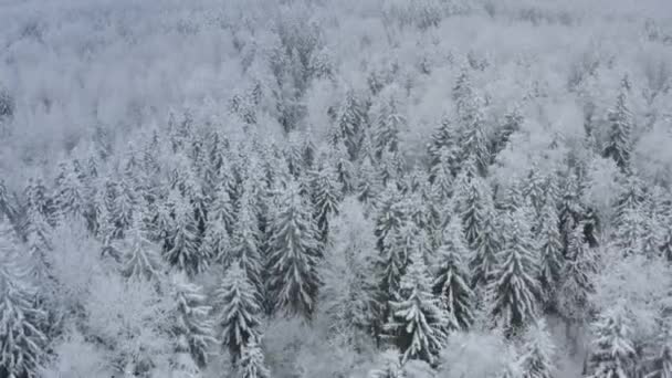 Hooggelegen pittoresk bevroren bos met besneeuwde sparren en pijnbomen. Top uitzicht over sprookjesachtig winterbos bij sneeuwval. — Stockvideo