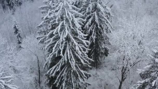 冬雪密林中的柔雪.美丽的冬季风景，雪地上的云杉枝条 — 图库视频影像