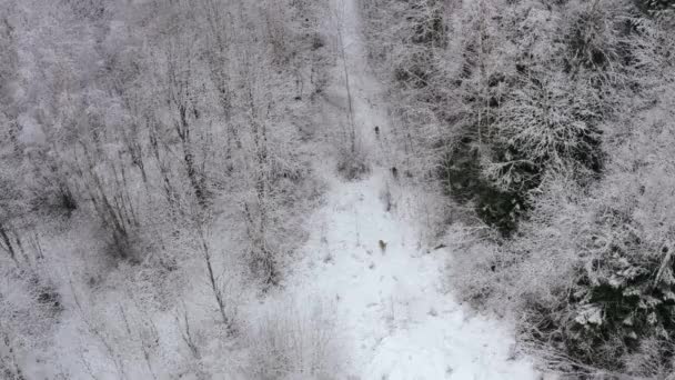 Roe herten zwerven vrij rond in het bos. Winterbos. Sneeuw op de bomen — Stockvideo