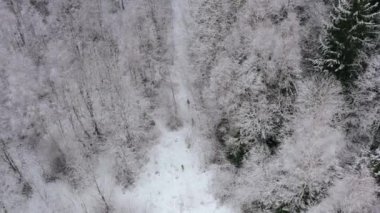 Roe geyiği yedi ve kış ormanlarında yürüdü..