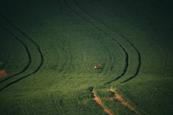 Moravia, Campos Verdes com veados ovinos — Fotografia de Stock