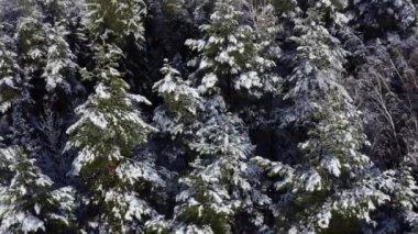 Dalları karla kaplı Kış Çam Ormanı. Kış günü köknar ağaçlarıyla kaplıydı. Kış arkaplanı.